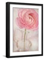 Single Rose Pink Flower-Cora Niele-Framed Photographic Print