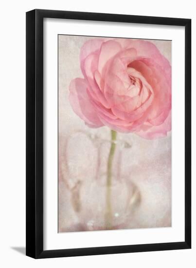 Single Rose Pink Flower-Cora Niele-Framed Photographic Print