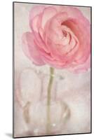 Single Rose Pink Flower-Cora Niele-Mounted Photographic Print
