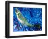 Single Salmon with Weed, 2019 (Oils)-jocasta shakespeare-Framed Giclee Print