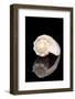 Single Sea Shell of Sea Snail Isolated on Black Background, Mirror Reflection-mychadre77-Framed Photographic Print