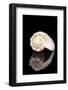 Single Sea Shell of Sea Snail Isolated on Black Background, Mirror Reflection-mychadre77-Framed Photographic Print