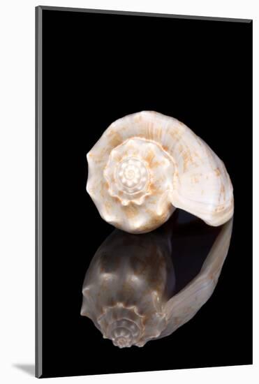 Single Sea Shell of Sea Snail Isolated on Black Background, Mirror Reflection-mychadre77-Mounted Photographic Print