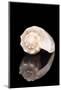 Single Sea Shell of Sea Snail Isolated on Black Background, Mirror Reflection-mychadre77-Mounted Photographic Print