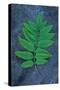 Single Sprig of Fresh Spring Green Leaves of Rowan or Mountain Ash or Sorbus Aucuparia Tree-Den Reader-Stretched Canvas