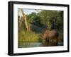 Single Square-Lipped or White Rhinoceros Standing in Water, Kruger National Park, South Africa-Paul Allen-Framed Photographic Print