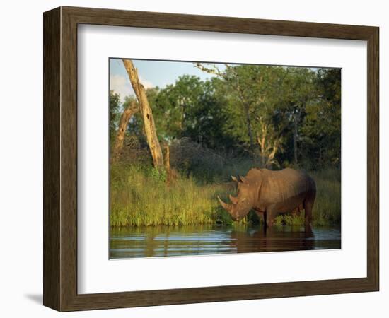 Single Square-Lipped or White Rhinoceros Standing in Water, Kruger National Park, South Africa-Paul Allen-Framed Photographic Print