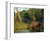 Single Square-Lipped or White Rhinoceros Standing in Water, Kruger National Park, South Africa-Paul Allen-Framed Photographic Print