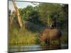 Single Square-Lipped or White Rhinoceros Standing in Water, Kruger National Park, South Africa-Paul Allen-Mounted Photographic Print