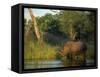 Single Square-Lipped or White Rhinoceros Standing in Water, Kruger National Park, South Africa-Paul Allen-Framed Stretched Canvas