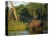 Single Square-Lipped or White Rhinoceros Standing in Water, Kruger National Park, South Africa-Paul Allen-Stretched Canvas