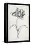 Single Stem I-Jennifer Goldberger-Framed Stretched Canvas