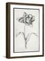 Single Stem I-Jennifer Goldberger-Framed Art Print