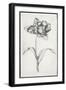 Single Stem I-Jennifer Goldberger-Framed Art Print