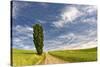 Single tree and rural dirt road, Palouse region of Eastern Washington State-Adam Jones-Stretched Canvas