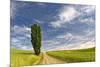 Single tree and rural dirt road, Palouse region of Eastern Washington State-Adam Jones-Mounted Photographic Print