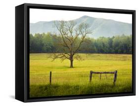 Single Tree at Sunrise, Cades Cove, Great Smoky Mountains National Park, Tennessee, Usa-Adam Jones-Framed Stretched Canvas