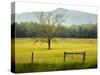 Single Tree at Sunrise, Cades Cove, Great Smoky Mountains National Park, Tennessee, Usa-Adam Jones-Stretched Canvas