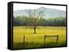 Single Tree at Sunrise, Cades Cove, Great Smoky Mountains National Park, Tennessee, Usa-Adam Jones-Framed Stretched Canvas