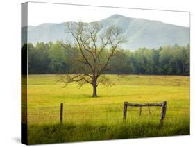 Single Tree at Sunrise, Cades Cove, Great Smoky Mountains National Park, Tennessee, Usa-Adam Jones-Stretched Canvas