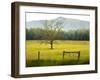 Single Tree at Sunrise, Cades Cove, Great Smoky Mountains National Park, Tennessee, Usa-Adam Jones-Framed Photographic Print