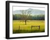 Single Tree at Sunrise, Cades Cove, Great Smoky Mountains National Park, Tennessee, Usa-Adam Jones-Framed Photographic Print