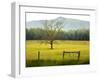 Single Tree at Sunrise, Cades Cove, Great Smoky Mountains National Park, Tennessee, Usa-Adam Jones-Framed Photographic Print