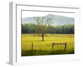 Single Tree at Sunrise, Cades Cove, Great Smoky Mountains National Park, Tennessee, Usa-Adam Jones-Framed Photographic Print