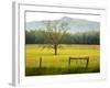 Single Tree at Sunrise, Cades Cove, Great Smoky Mountains National Park, Tennessee, Usa-Adam Jones-Framed Photographic Print