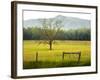 Single Tree at Sunrise, Cades Cove, Great Smoky Mountains National Park, Tennessee, Usa-Adam Jones-Framed Photographic Print