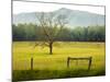 Single Tree at Sunrise, Cades Cove, Great Smoky Mountains National Park, Tennessee, Usa-Adam Jones-Mounted Photographic Print