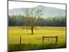 Single Tree at Sunrise, Cades Cove, Great Smoky Mountains National Park, Tennessee, Usa-Adam Jones-Mounted Photographic Print