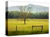 Single Tree at Sunrise, Cades Cove, Great Smoky Mountains National Park, Tennessee, Usa-Adam Jones-Stretched Canvas