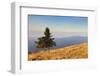 Single Tree, Belchen Mountain, Black Forest, Baden Wurttemberg, Germany, Europe-Markus-Framed Photographic Print