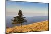 Single Tree, Belchen Mountain, Black Forest, Baden Wurttemberg, Germany, Europe-Markus-Mounted Photographic Print