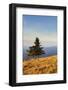 Single Tree, Belchen Mountain, Black Forest, Baden Wurttemberg, Germany, Europe-Markus-Framed Photographic Print