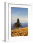 Single Tree, Belchen Mountain, Black Forest, Baden Wurttemberg, Germany, Europe-Markus-Framed Photographic Print