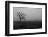 Single Tree, Fog, Meadow-Jurgen Ulmer-Framed Photographic Print