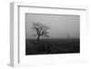 Single Tree, Fog, Meadow-Jurgen Ulmer-Framed Photographic Print