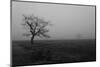 Single Tree, Fog, Meadow-Jurgen Ulmer-Mounted Photographic Print