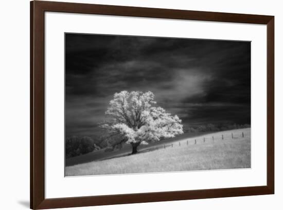 Single tree in black and white infrared view along the Blue Ridge Parkway, North Carolina-Adam Jones-Framed Photographic Print