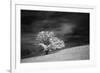 Single tree in black and white infrared view along the Blue Ridge Parkway, North Carolina-Adam Jones-Framed Photographic Print