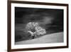 Single tree in black and white infrared view along the Blue Ridge Parkway, North Carolina-Adam Jones-Framed Photographic Print