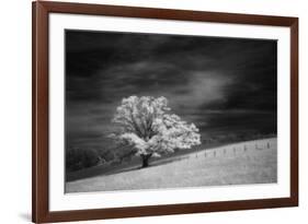 Single tree in black and white infrared view along the Blue Ridge Parkway, North Carolina-Adam Jones-Framed Photographic Print