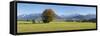 Single Tree in Prealps Landscape in Autumn-Markus Lange-Framed Stretched Canvas