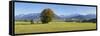 Single Tree in Prealps Landscape in Autumn-Markus Lange-Framed Stretched Canvas
