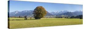 Single Tree in Prealps Landscape in Autumn-Markus Lange-Stretched Canvas