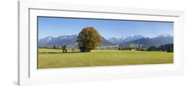 Single Tree in Prealps Landscape in Autumn-Markus Lange-Framed Photographic Print