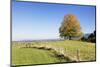 Single Tree in Prealps Landscape in Autumn-Markus Lange-Mounted Photographic Print