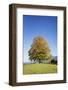 Single Tree in Prealps Landscape in Autumn-Markus Lange-Framed Photographic Print